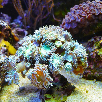 a close up of a flower