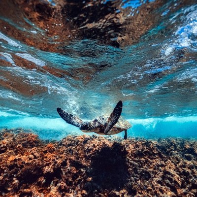 a bird swimming in water
